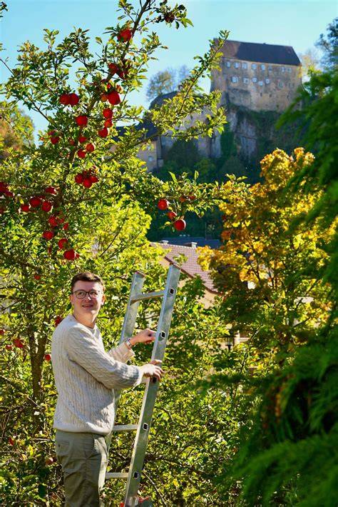 Herbstliche Apfelernte im Garten