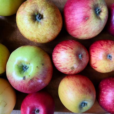 Herbstliche Apfelernte und verschiedene Apfelsorten