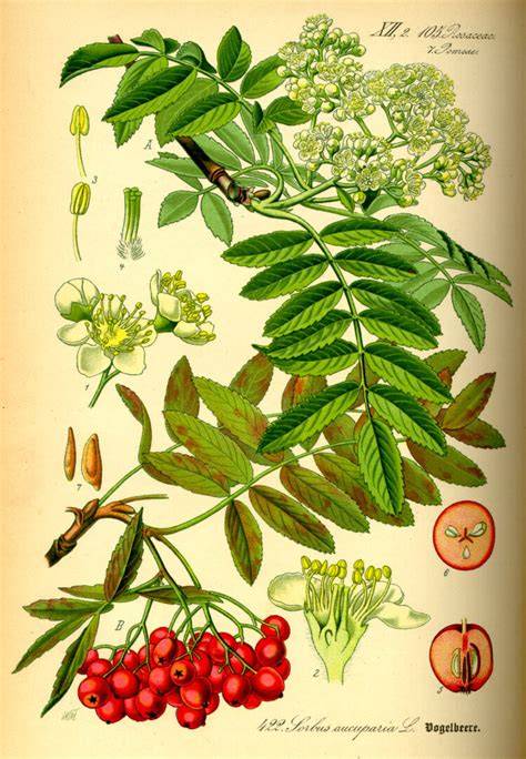 Herbstliche Eberesche mit Beeren, Illustration zur Nutzung