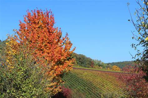 Herbstliche Impressionen aus der Altstadt von Alba