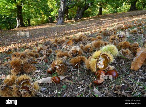Herbstliche Kastanienwälder im Tessin und Kastanienernte