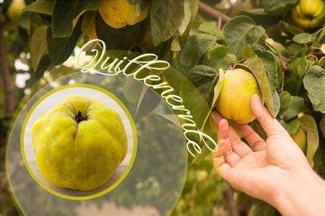 Herbstliche Quitten, Ernte und Sortenübersicht