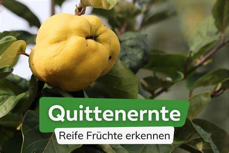 Herbstliche Quittenernte und Vorratshaltung