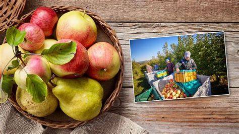 Herbstliche Zutaten: Äpfel, Birnen und Gewürze