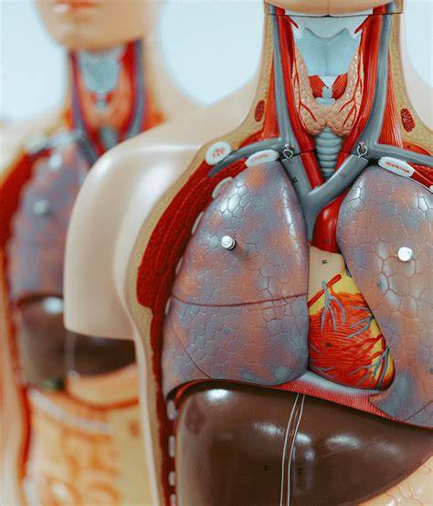 Herstellung anatomischer Schokoladenfiguren
