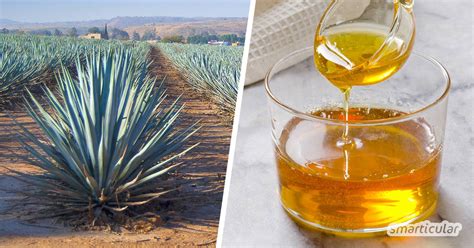 Herstellung von Agavendicksaft und Fruktosegehalt