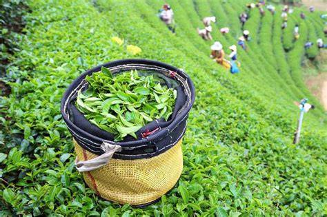 Herstellung von Matcha: Beschattung, Ernte, Verarbeitung, Mahlung