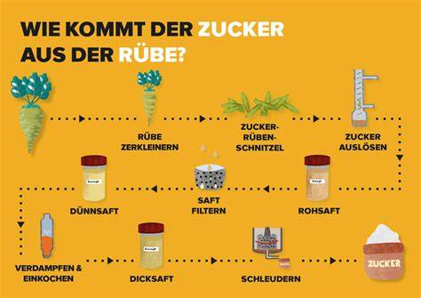Herstellungsprozess von Zucker aus Zuckerrüben und Zuckerrohr