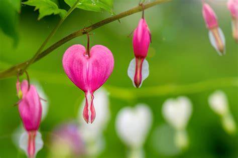 Herzförmige Schokoladentafeln mit Blüten und Nüssen