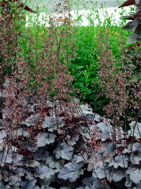 Heuchera Purpurglöckchen 'Plum Pudding'