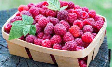 Himbeeren auf Strauch: frische Himbeeren