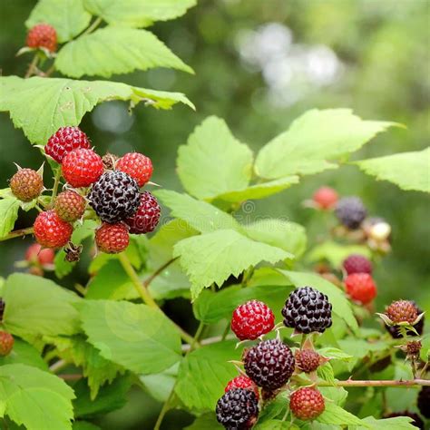 Himbeeren auf Zweig Nahaufnahme