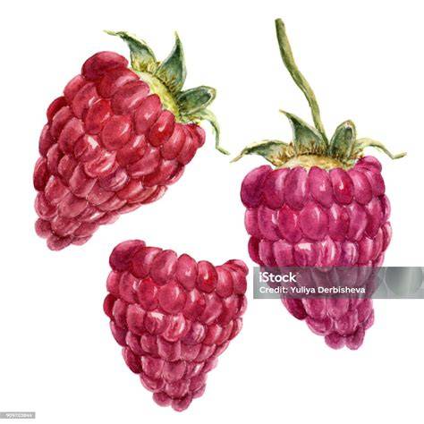 Himbeeren botanische Illustration und Fruchtstruktur