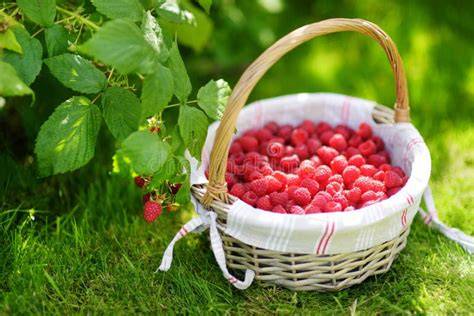 Himbeeren im Korb