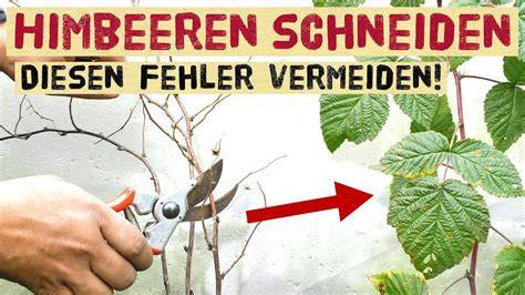Himbeeren und Sirupflasche im Sommer