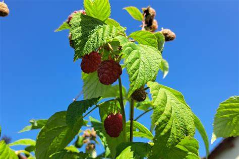 Himbeeren und ihre Nährstoffvielfalt