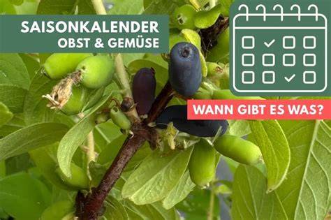 Hinweisbild: Blaubeeren - Saisonkalender und Villenfarben