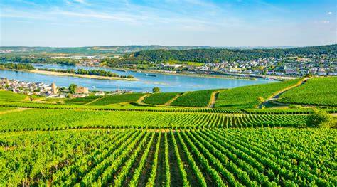 Historische Ansicht einer Asbach-Praline und Reben am Rhein