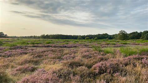 Historische Aufnahme von Heide und typischem Heidesandboden