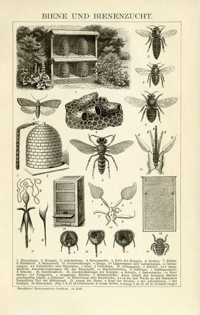 Historische Bienenzucht in Österreich