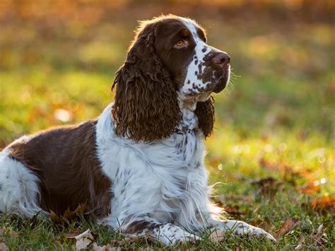 Historische Darstellung eines Cocker Spaniels aus dem 19. Jahrhundert