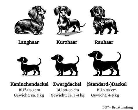 Historische Entwicklung des Dackels von der Baujagd zum Begleithund (Infografik)