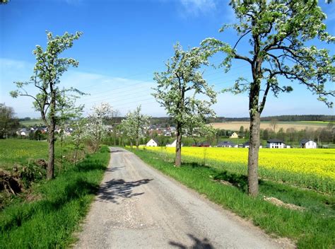 Historische Streuobstwiese mit alten Kriecherlbäumen - Landschaftsaufnahme