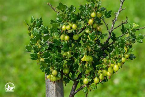 Historischer Stachelbeerstrauch, geerntete Stachelbeeren und Tortenstück