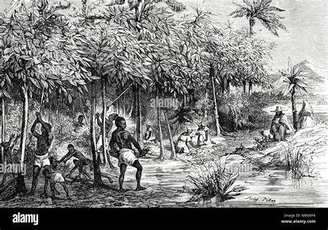 Historisches Abbild eines Azteken-Reliefs mit Darstellung von Kakao