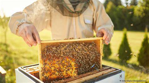 Hobby-Imker bei der Arbeit im Bienenstock