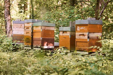 Hobbyimkerei mit wenigen Bienenstöcken im Garten