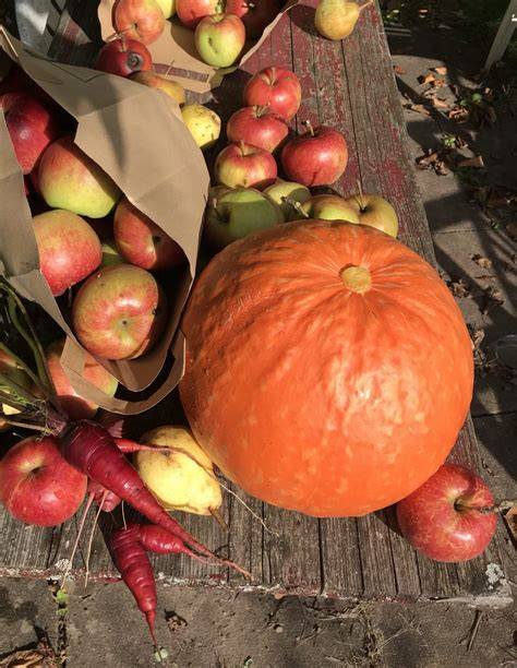Hokkaido Kürbis und Äpfel auf dem Feld - herbstliche Ernte