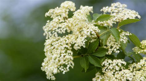 Holunder im Garten: Blüten und Beeren