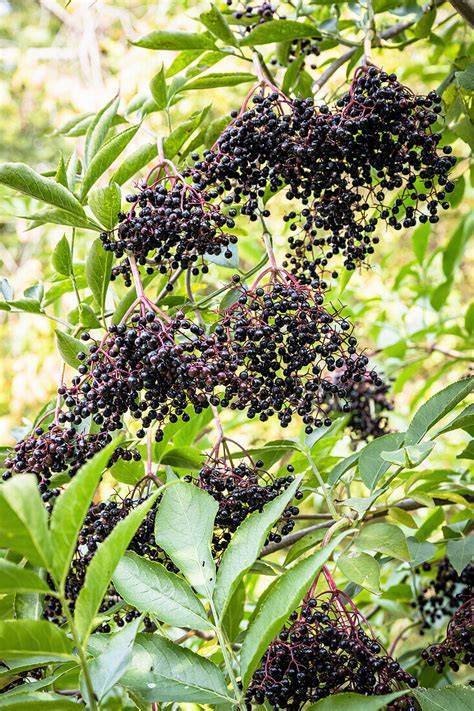 Holunderbeeren am Strauch