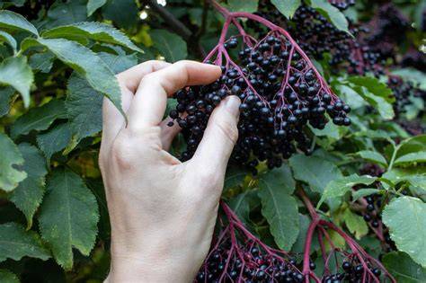 Holunderbeeren auf einer Hand