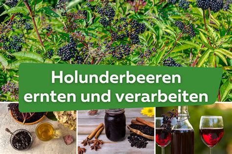 Holunderbeeren richtig verarbeiten