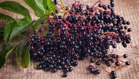 Holunderbeeren und Kornelkirschen zusammen verarbeitet