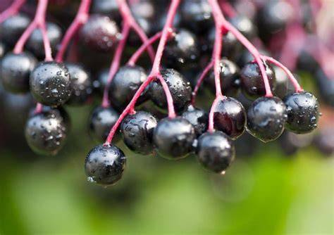 Holunderbeeren werden von den Dolden gestreift und gewaschen