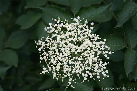 Holunderblüte im Naturschutzgebiet