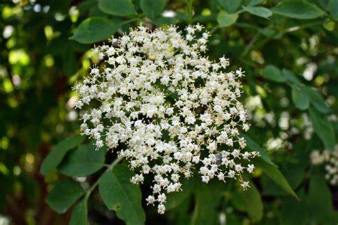 Holunderblüten an Waldrand