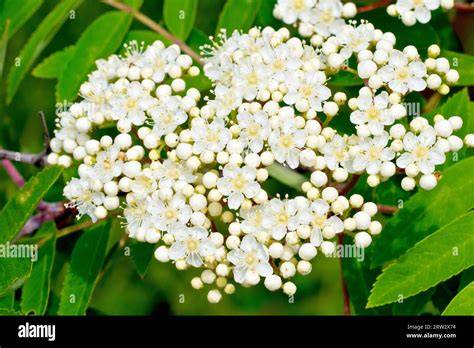 Holunderblüten auf weißen Dolden im Sonnenschein - nahaufnahme