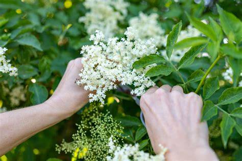 Holunderblüten sammeln und vorbereiten