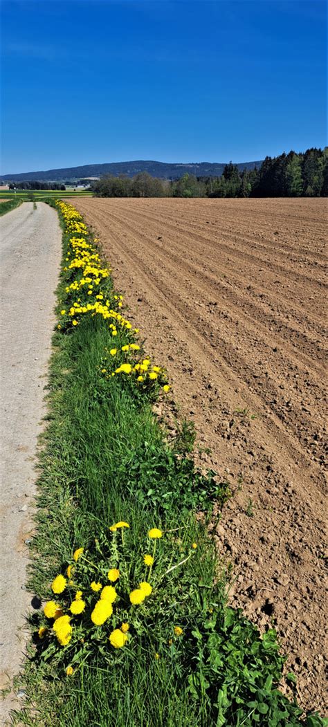Holunderblütendolden am Wegesrand