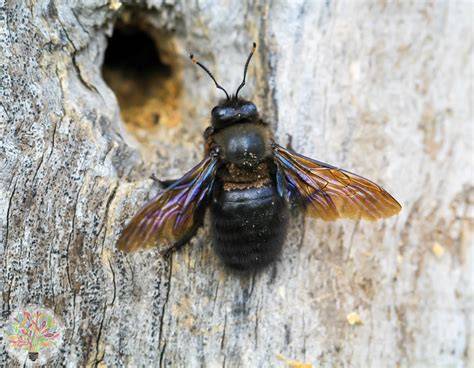 Holzbiene beim Bau ihrer Nisthöhle in Totholz