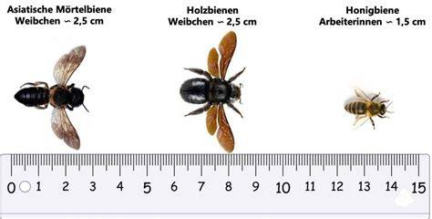 Holzbiene und Honigbiene im Größenvergleich