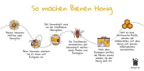 Honig Herstellung Bienenstock