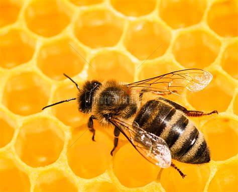 Honig im Glas, Bienen auf einer Wabe