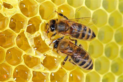 Honig und Bienen als Inhaltsstoff-Visual