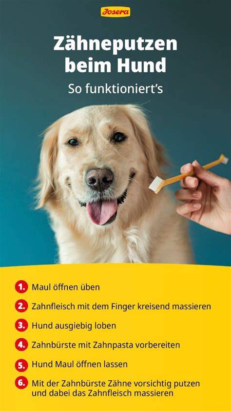Honig und Zahnpflege bei Hunden