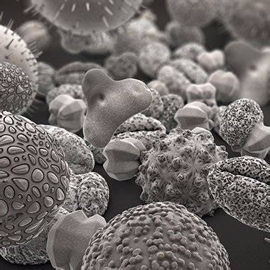 Honiganalyse: Pollen und Aroma